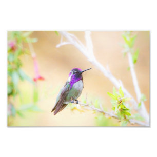 Der Kolibri der Costa Fotodruck