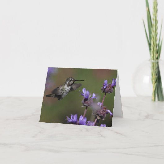 Der Kolibri der Costa - Joe Sweeney - Karte (Vorderseite)