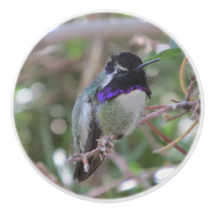 Der Kolibri der Costa Keramikknauf