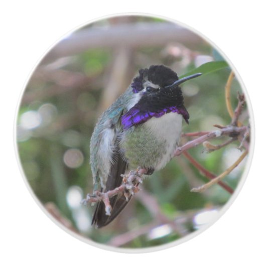 Der Kolibri der Costa Keramikknauf (Vorderseite)