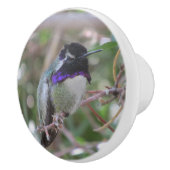 Der Kolibri der Costa Keramikknauf (Rechts)