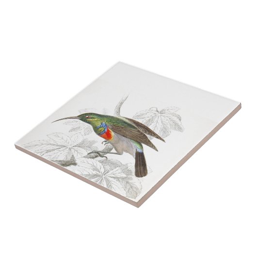 Der Kolibri Fliese (Seite)