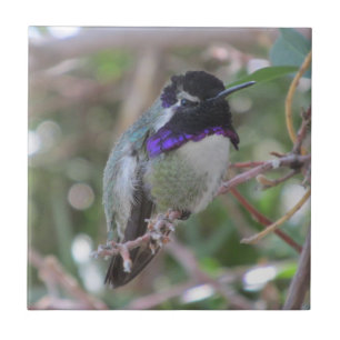 Der Kolibri-Fliese der Costa Fliese