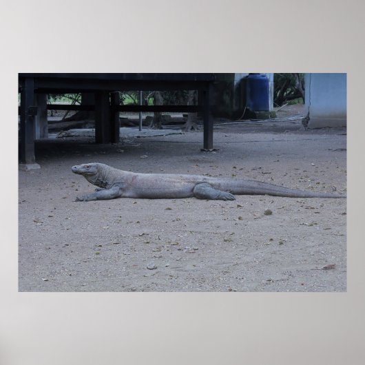 Der Komodo-Drache Poster (Vorne)