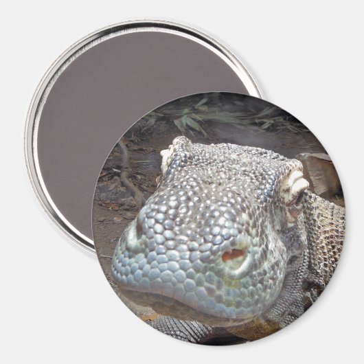 Der Komodo-Look Magnet (Vorderseite/Rückseite)