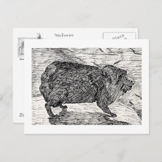 Der Konion oder syrischer Rock Hyrax Postkarte (Vorne/Hinten)