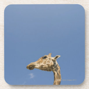 Der Kopf der Giraffe Getränkeuntersetzer