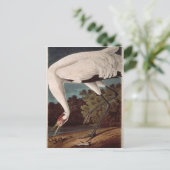 Der Kranich, von "Vögeln Amerikas" Postkarte (Stehend Vorderseite)