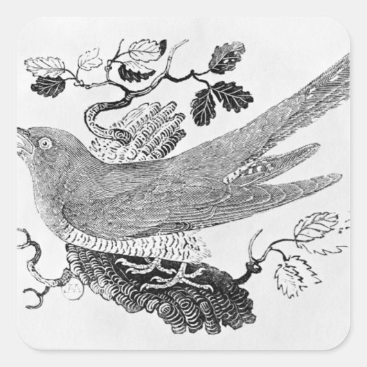 Der Kuckuck Quadratischer Aufkleber (Vorderseite)