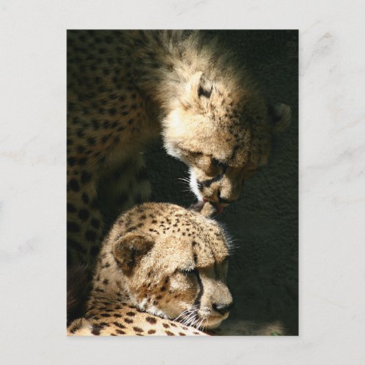 Der Kuss Postkarte (Vorderseite)