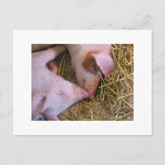 Der Kuss Postkarte (Vorderseite)