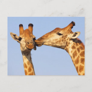 Der Kuss Postkarte