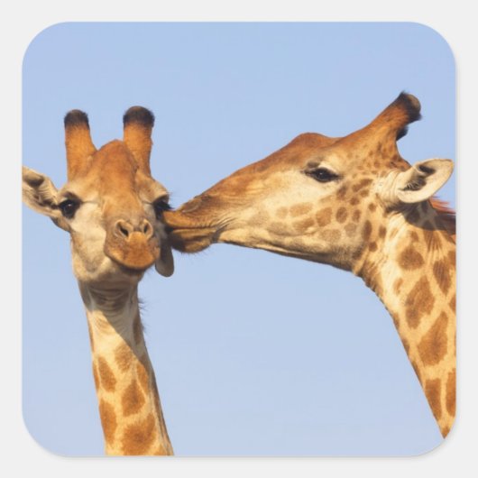 Der Kuss Quadratischer Aufkleber (Vorderseite)