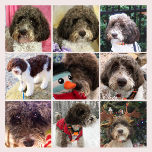 Der Labradoodle-Kalender Kalender
