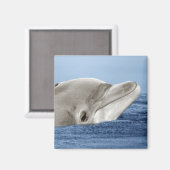 Der lächelnde Delphin Magnet (Vorderseite/Rückseite)