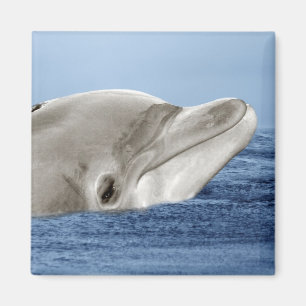 Der lächelnde Delphin Magnet
