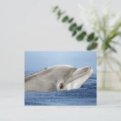 Der lächelnde Delphin Postkarte (Stehend Vorderseite)