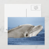 Der lächelnde Delphin Postkarte (Vorne/Hinten)