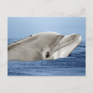 Der lächelnde Delphin Postkarte