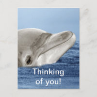 Der lächelnde Delphin