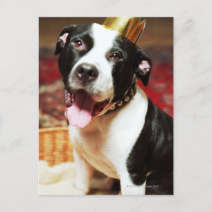 Der lateinische Name für alle Hunde ist Canis Postkarte
