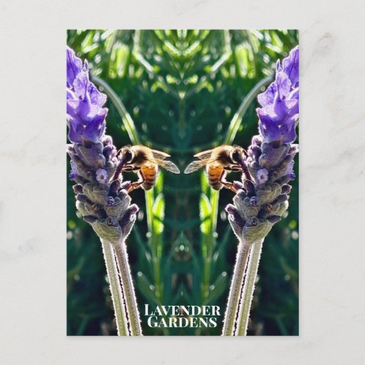 Der Lavendel und die Biene Postkarte (Vorderseite)