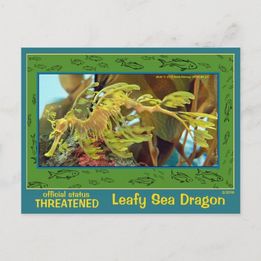 Der Leafy Sea Dragon ist gefährdet - Postkarte (Vorderseite)