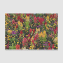 Der lebendige Sommergarten in Orlando Florida