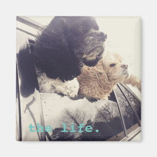 der Lebenmagnet Magnet