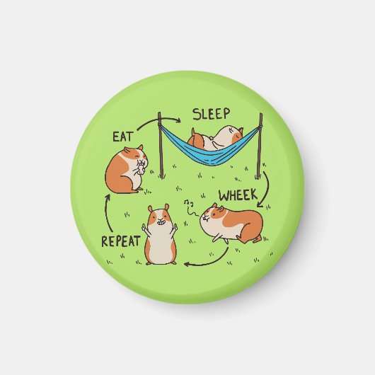 Der Lebenszyklus eines Guinea Pig Magnet (Vorne)