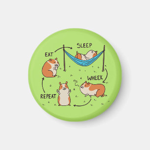 Der Lebenszyklus eines Meerschweinchens Magnet