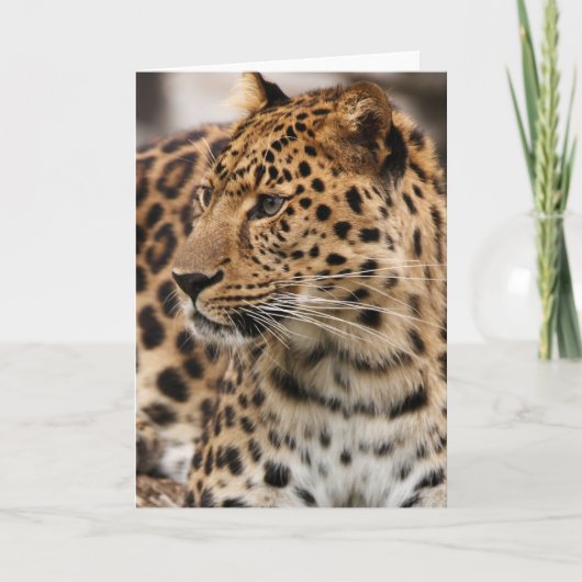 Der Leopard Karte (Vorderseite)