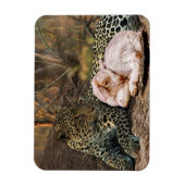 Der Leopard legt sich mit dem Lamm-Isaiah 11 Magnet (Vertikal)