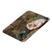 Der Leopard legt sich mit dem Lamm-Isaiah 11 Magnet (Linke Seite)