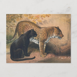 Der Leopard von Joseph Wolf Postkarte