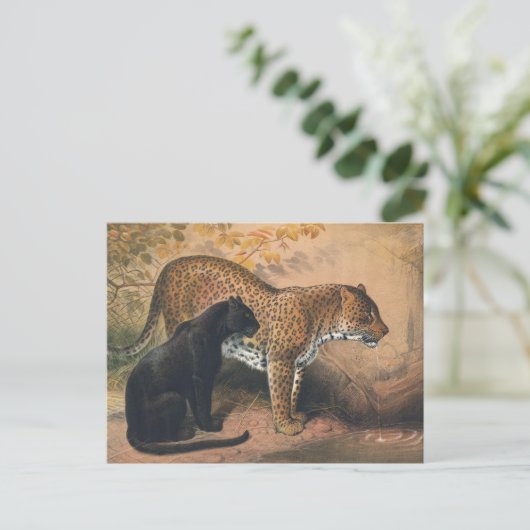 Der Leopard von Joseph Wolf Postkarte (Stehend Vorderseite)