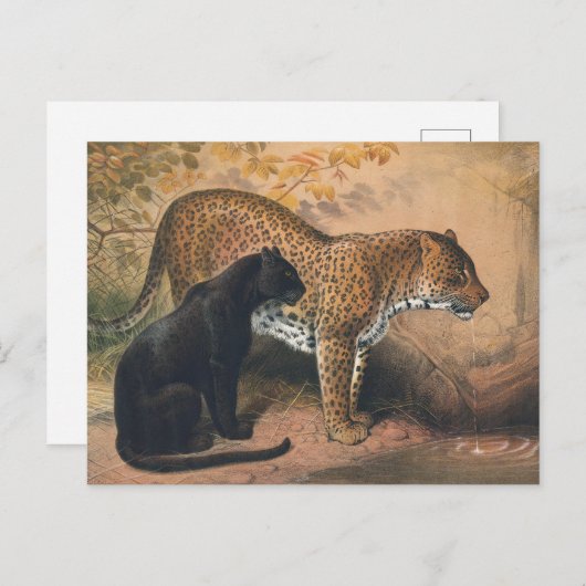 Der Leopard von Joseph Wolf Postkarte (Vorne/Hinten)
