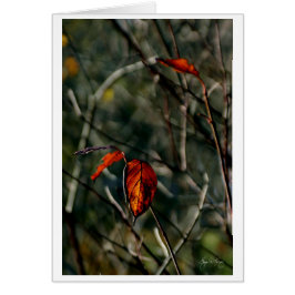 Der letzte Tanz des Herbstes