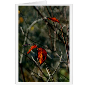 Der letzte Tanz des Herbstes