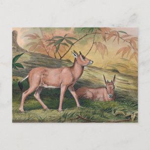 Der Leucoryx von Joseph Wolf Postkarte