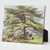 Der libanesische Zedernbaum im Arboretum, Kew Gard Fotoplatte (Seite)