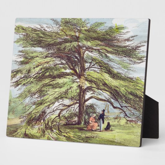 Der libanesische Zedernbaum im Arboretum, Kew Gard Fotoplatte (Seite)