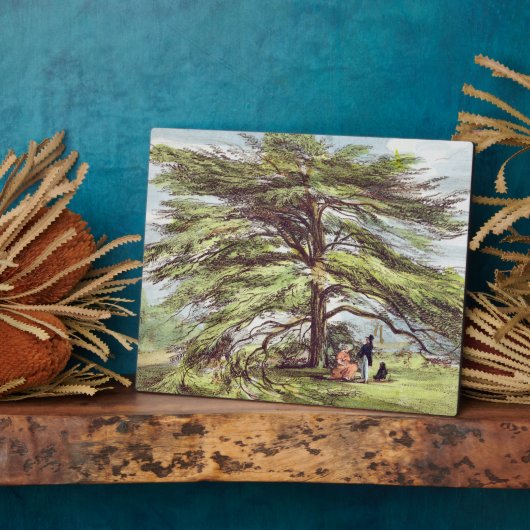 Der libanesische Zedernbaum im Arboretum, Kew Gard Fotoplatte (Seite)