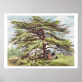 Der libanesische Zedernbaum im Arboretum, Kew Gard Poster (Vorne)
