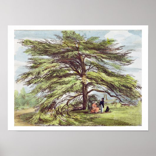 Der libanesische Zedernbaum im Arboretum, Kew Gard Poster (Vorne)