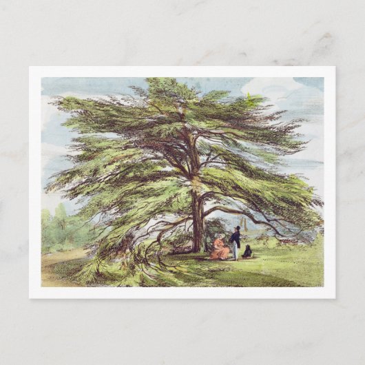 Der libanesische Zedernbaum im Arboretum, Kew Gard Postkarte (Vorderseite)