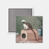 Der Lieblingsmonkey von Carl Linnaeus Magnet (Vorderseite/Rückseite)