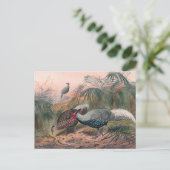 Der lineare Fasant von Joseph Wolf Postkarte (Stehend Vorderseite)