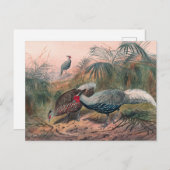 Der lineare Fasant von Joseph Wolf Postkarte (Vorne/Hinten)