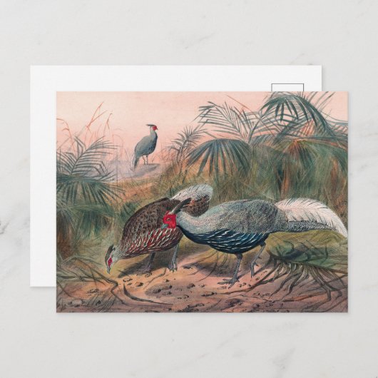 Der lineare Fasant von Joseph Wolf Postkarte (Vorne/Hinten)